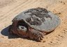 Snapping Turtle - Photo by Doug Kimball
